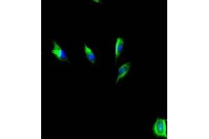 Immunofluorescent analysis of U251 cells using ABIN7155960 at dilution of 1:100 and Alexa Fluor 488-congugated AffiniPure Goat Anti-Rabbit IgG(H+L) (HAS3 antibody  (AA 339-553))