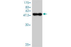 Western Blot detection against Immunogen (45. (BCMA antibody  (AA 1-184))