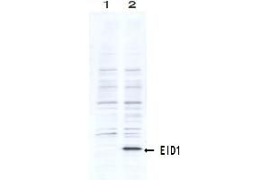 Western Blotting (WB) image for anti-EP300 Interacting Inhibitor of Differentiation 1 (EID1) (AA 159-187) antibody (ABIN3201016) (EID1 antibody  (AA 159-187))