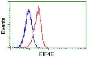 Image no. 2 for anti-Eukaryotic Translation Initiation Factor 4E (EIF4E) antibody (ABIN1497984) (EIF4E antibody)