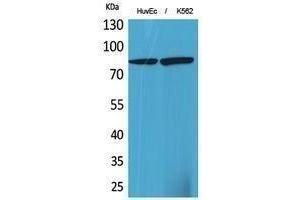 Western Blotting (WB) image for anti-17beta-HSD4 (N-Term) antibody (ABIN3181027) (17beta-HSD4 (N-Term) antibody)