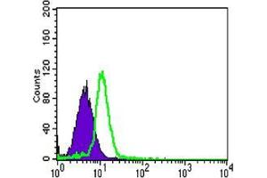 Flow cytometric analysis of HL-60 cells using CSK mouse mAb (green) and negative control (purple). (CSK antibody)