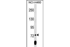 SCML2 Antibody (Center) (ABIN1538338 and ABIN2849362) western blot analysis in NCI- cell line lysates (35 μg/lane). (SCML2 antibody  (AA 348-375))