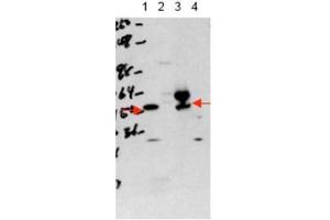 Western blot using  affinity purified anti-THRA antibody shows detection of purified recombinant THRA (lane 1) and THRA present in a 293 cell lysate after transient transfection with THRA (lane 3). (THRA antibody  (N-Term))