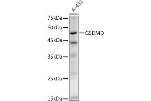 Western blot analysis of extracts of A-431 cells, using GSDMD antibody (ABIN7267352) at 1:1000 dilution. (GSDMD antibody)