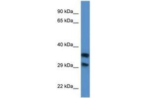 Image no. 1 for anti-Methylthioribose-1-Phosphate Isomerase 1 (Mri1) (AA 94-143) antibody (ABIN6746834) (MRI1 antibody  (AA 94-143))