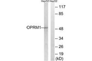 Western blot analysis of extracts from HepG2 cells, using OPRM1 Antibody. (Mu Opioid Receptor 1 antibody  (AA 21-70))