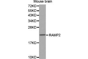 Western Blotting (WB) image for anti-Receptor (G Protein-Coupled) Activity Modifying Protein 2 (RAMP2) (AA 1-145) antibody (ABIN3017321) (RAMP2 antibody  (AA 1-145))