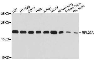 Western blot analysis of extracts of various cell lines, using RPL23A antibody. (RPL23A antibody  (AA 1-156))