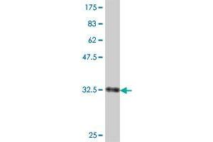 Western Blot detection against Immunogen (33. (SLC35A2 antibody  (AA 88-156))