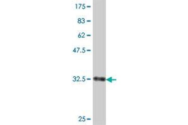 SLC35A2 antibody  (AA 88-156)