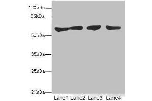 Western blot All lanes: CLK1antibody at 3. (CLK1 antibody  (AA 1-130))