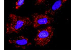 Proximity Ligation Analysis of protein-protein interactions between CUL1 and FBXW11. (Cullin 1 antibody  (AA 1-776))