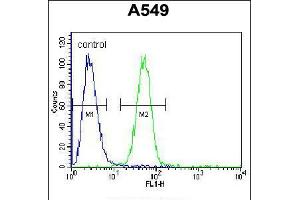 Flow cytometric analysis of A549 cells (right histogram) compared to a negative control cell (left histogram). (RFWD2 antibody  (N-Term))