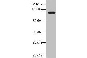 Western blot All lanes: DUSP16 antibody at 1. (DUSP16 antibody  (AA 416-665))