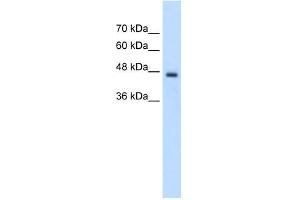 PCYT2 antibody used at 2. (PCYT2 antibody  (C-Term))