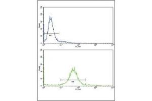 Flow cytometric analysis of 293 cells using PAX8 antibody (bottom histogram) compared to a negative control (top histogram). (PAX8 antibody  (AA 285-313))