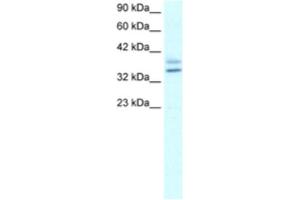 Western Blotting (WB) image for anti-Ets Homologous Factor (EHF) antibody (ABIN2460300) (EHF antibody)