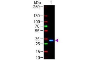 Western Blot of Goat anti-F(ab')2 HUMAN IgG F(c) Antibody Fluorescein Conjugated Pre-Adsorbed Lane 1: Human Fc Load: 50 ng per lane Secondary antibody: F(ab')2 HUMAN IgG F(c) Antibody Fluorescein Conjugated Pre-Adsorbed at 1:1,000 for 60 min at RT Block: ABIN925618 for 30 min at RT