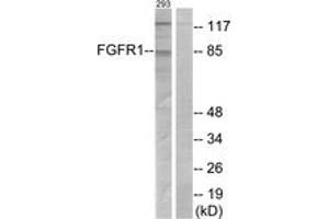 Western blot analysis of extracts from 293 cells, treated with EGF 200ng/ml 30', using FGFR1 (Ab-154) Antibody. (FGFR1 antibody  (AA 121-170))