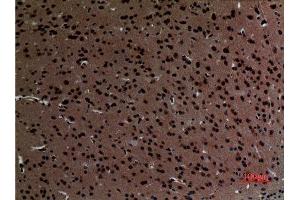 Immunohistochemistry (IHC) analysis of paraffin-embedded Mouse Brain, antibody was diluted at 1:100. (Striatin antibody  (C-Term))