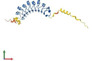 AlphaFold protein structure predicition of Mouse Recombinant Lrrc10 Protein, UniprotID Q8K3W2 (LRRC10 Protein (AA 1-274) (His tag))