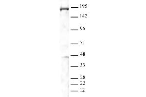 PBRM1 antibody (pAb) tested by Western blot.