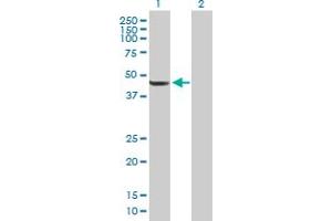 Western Blot analysis of TBL2 expression in transfected 293T cell line by TBL2 MaxPab polyclonal antibody.