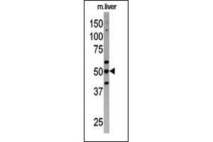 The anti-G4C Pab 1810a is used in Western blot to detect G4C in mouse liver tissue lysate (ATG4C antibody  (N-Term))