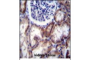 HYAL2 Antibody (Center) (ABIN656422 and ABIN2845714) immunohistochemistry analysis in formalin fixed and paraffin embedded human kidney tissue followed by peroxidase conjugation of the secondary antibody and DAB staining. (HYAL2 antibody  (AA 128-157))