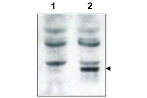 Image no. 1 for anti-GRP1 (General Receptor For phosphoinositides 1)-Associated Scaffold Protein (GRASP) (N-Term) antibody (ABIN401381) (Tamalin/GRASP antibody  (N-Term))