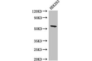 Western Blot Positive WB detected in: HEK293 whole cell lysate All lanes: BPI antibody at 4 μg/mL Secondary Goat polyclonal to rabbit IgG at 1/50000 dilution Predicted band size: 54 kDa Observed band size: 54 kDa (BPI antibody  (AA 149-362))