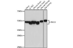 Western blot analysis of extracts of various cell lines, using ENO2 antibody (ABIN7266959) at 1:1000 dilution. (ENO2/NSE antibody)