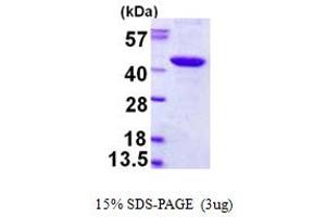 SDS-PAGE (SDS) image for PDZ Binding Kinase (PBK) (AA 1-322) protein (His tag) (ABIN668031)