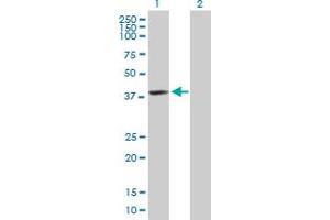 Western Blot analysis of HDAC11 expression in transfected 293T cell line by HDAC11 MaxPab polyclonal antibody. (HDAC11 antibody  (AA 1-347))