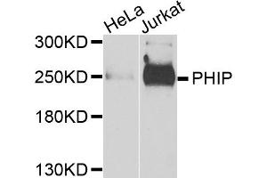 Western blot analysis of extracts of various cell lines, using PHIP antibody. (PHIP antibody)