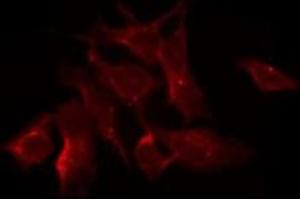 ABIN6275079 staining HeLa by IF/ICC. (DNAJB11 antibody  (N-Term))