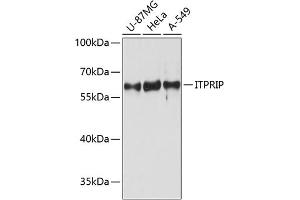 Western blot analysis of extracts of various cell lines, using ITPRIP antibody (ABIN6133416, ABIN6142618, ABIN6142619 and ABIN6215422) at 1:3000 dilution. (ITPRIP antibody  (AA 101-290))
