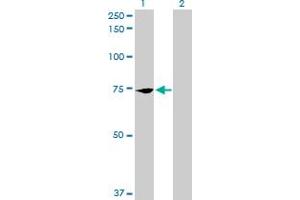 Western Blot analysis of PCK2 expression in transfected 293T cell line by PCK2 MaxPab polyclonal antibody. (PEPCK antibody  (AA 1-640))