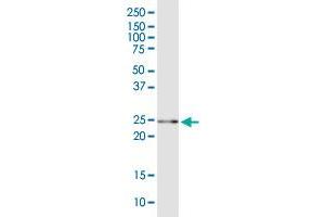 GSTA5 MaxPab polyclonal antibody. (GSTa5 antibody  (AA 1-222))