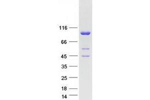 Validation with Western Blot (MOCOS Protein (Myc-DYKDDDDK Tag))