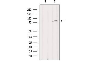 Western blot analysis of extracts from B16F10, using NUFIP2 Antibody.