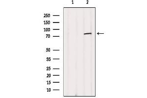 Western blot analysis of extracts from B16F10, using NUFIP2 Antibody. (NUFIP2 antibody  (Internal Region))