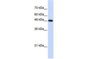 Image no. 1 for anti-Polymerase (DNA Directed), mu (POLM) (C-Term) antibody (ABIN6741273) (POLM antibody  (C-Term))