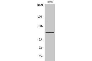 Western Blotting (WB) image for anti-rho/rac Guanine Nucleotide Exchange Factor (GEF) 2 (ARHGEF2) (Tyr427) antibody (ABIN3185377)