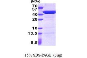 SDS-PAGE (SDS) image for UBX Domain Protein 2B (UBXN2B) (AA 1-331) protein (His tag) (ABIN5853030)