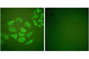Immunofluorescence analysis of HepG2 cells, using MMP-10 Antibody. (MMP10 antibody  (AA 361-410))
