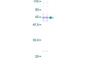 MAPK15 Protein (AA 1-277) (GST tag)