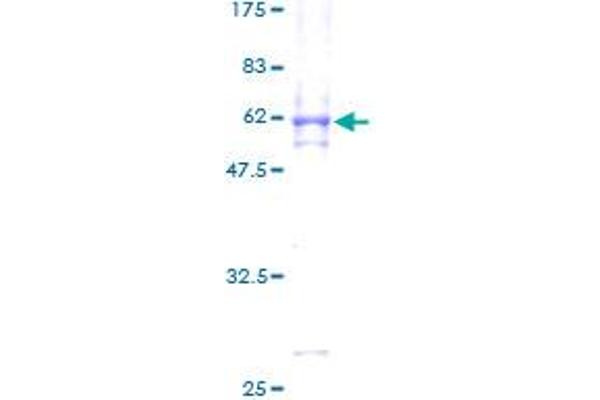 MAPK15 Protein (AA 1-277) (GST tag)