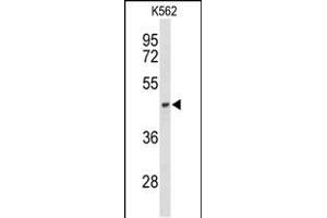 Western blot analysis of ND2 Antibody (N-term) (ABIN6244218 and ABIN6579056) in K562 cell line lysates (35 μg/lane).